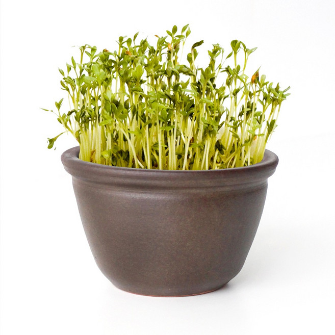 국산 핸드메이드 콩나물 시루 단품 ( 콩나물 재배기 옹기 화분 가정용 보리새싹 키우기 기관 행사용 원예체험 자연놀이 전통도자기 ), 대형 1개+깔개 1장 깔개 1장, 1개