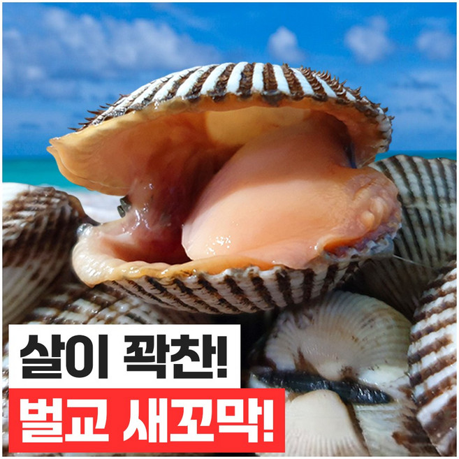 [벌교직송] 살이꽉찬 새꼬막 당일새벽조업, 대품2kg, 1개
