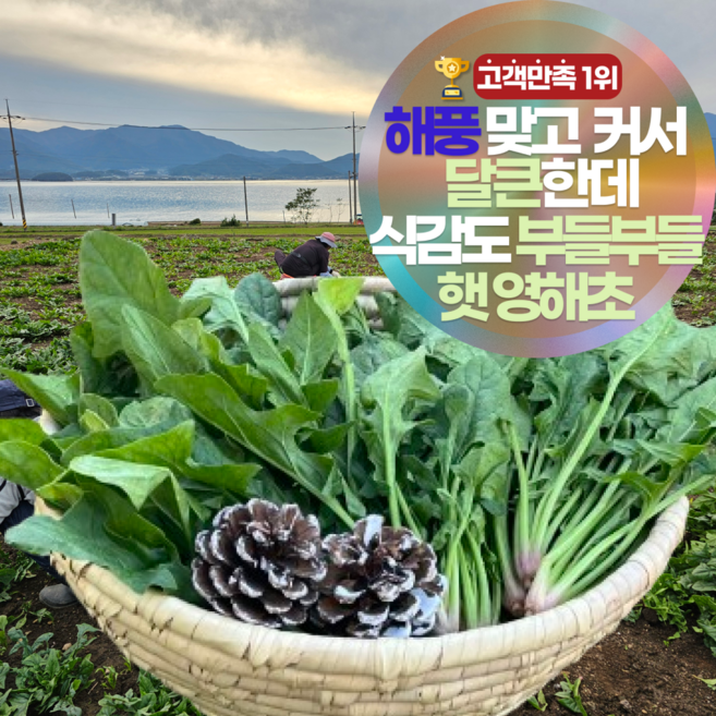 [바다1km] 달큰하고 부드러운 남해 시금치 포항초 영해초 남해초 최상품, 1박스, 300g