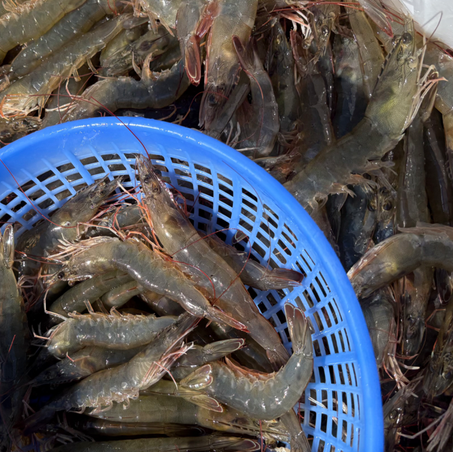 살아있을때 급속냉동한 국내산 제철 흰다리새우, 1개, 1kg(50미)