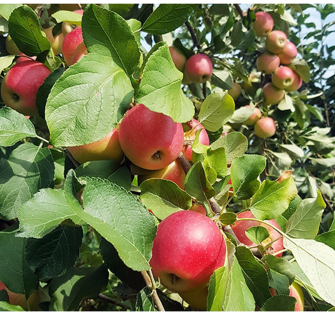 나무1번지- 루비에스 미니사과 나무 묘목 2년생 상묘, 1개, 루비에스 미니사과 상묘