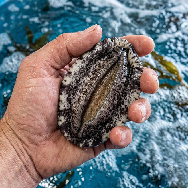 완도 활전복 1kg 16-17미 라면 째개 업소용 작은미수 산지직송 산소포장, 1개, 소전복 16-17미 산소포장