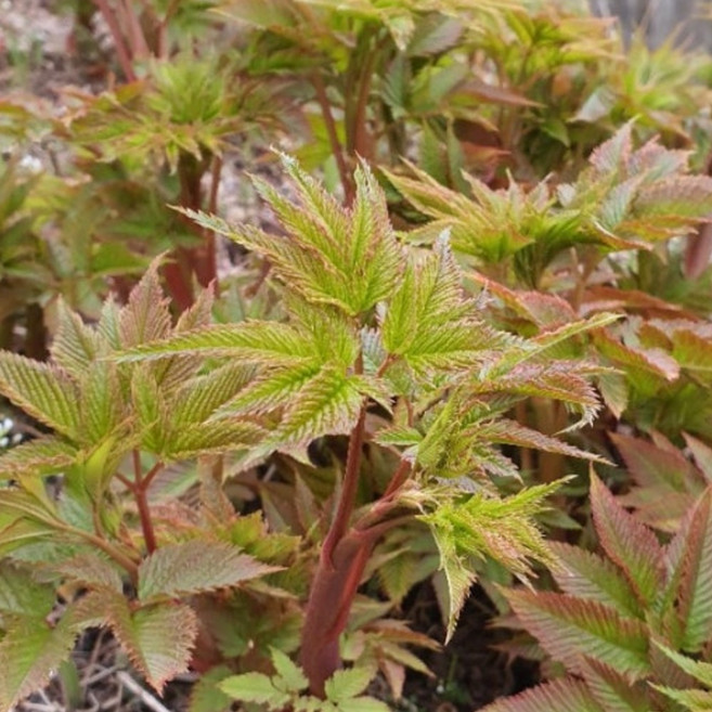 G가든 텃밭 특용작물 모종 세트, G가든_눈개승마 2년생모종 50구