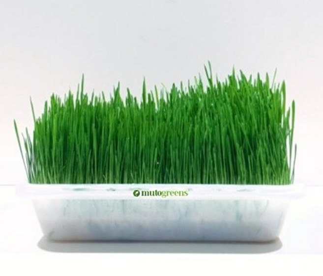 킴스팩토리 가정용 캣그라스 재배기 수경재배 원형 사각형 고양이풀 키우기, 스퀘어(사각형) 수경재배기, 1개