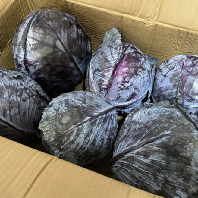 수입 적채 업소용 대용량 최상품 8kg내외 적양배추, 1박스, 8kg