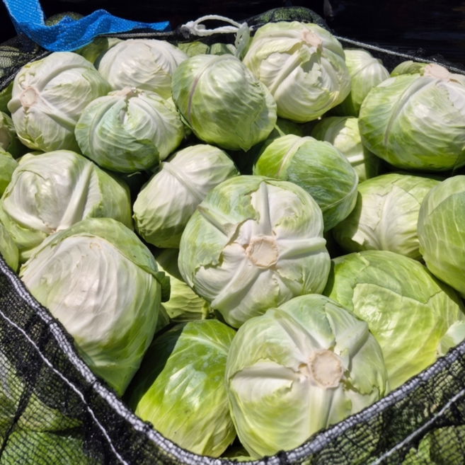 [산지직송] 국내산 제주 강원도 아삭하고 달큰한 신선한 양배추, 1.3kg, 2개