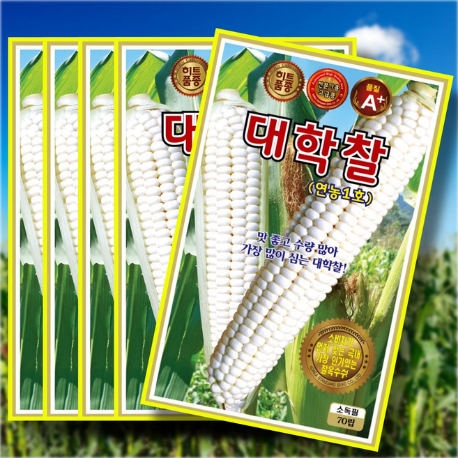 대학찰 연농1호 70립 맛좋고 수량많아 가장 많이 심는 대학찰옥수수씨앗 전문가용 고급종, 5개
