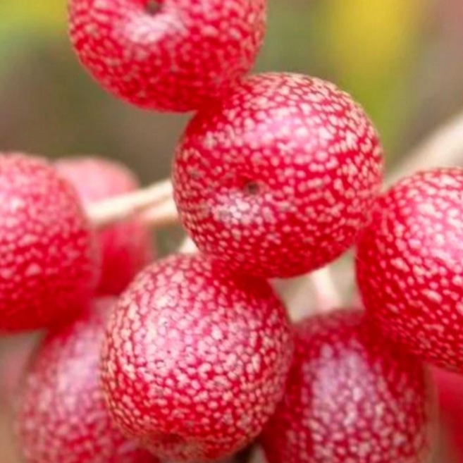 대왕보리수 묘목 개량종 / 열매가 큰 보리수나무, 나무색, 1개