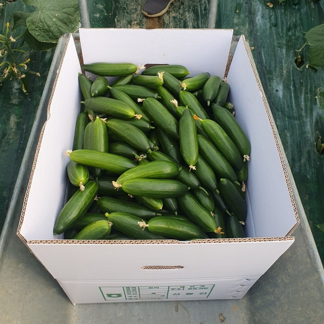국내산 군위군 산지직송 미니오이 스낵오이, 1박스, 1kg