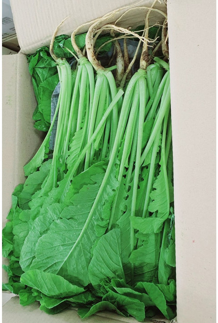 국내산 나주 산지직송 신선열무 (8kg)신선얼갈이(8kg) 열무+얼갈이(8kg) 알뜰농장, 1개, 열무(8kg) 국내산