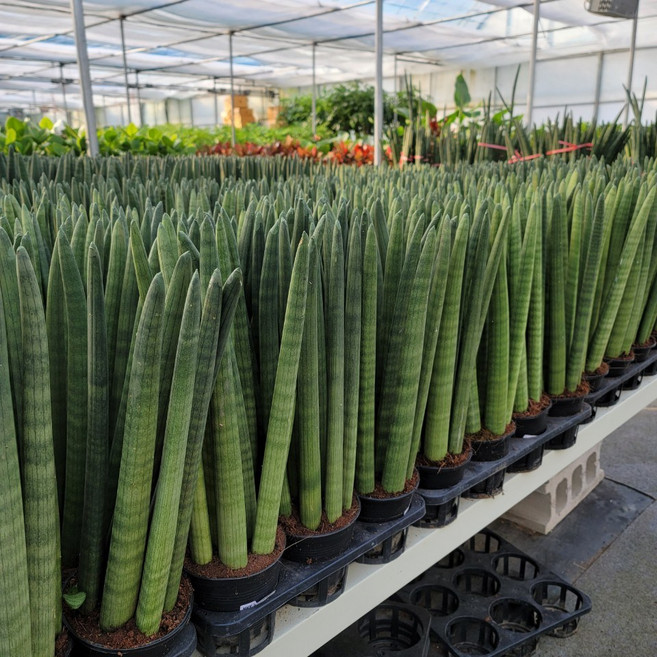 (플라워사랑) 스투키 키 50센티가량, 1개