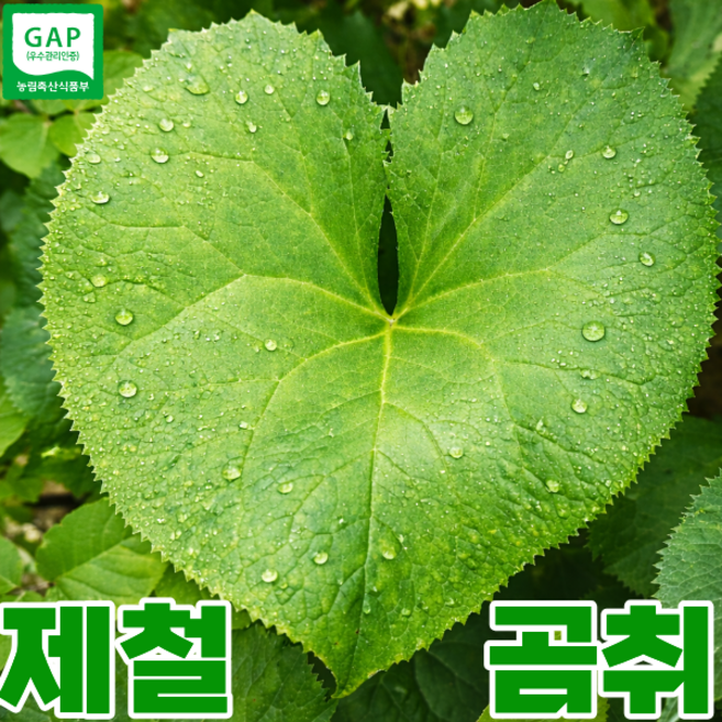 [백화점납품용] 최상급선별 강원도 봄제철 곰취, 1박스, 1kg