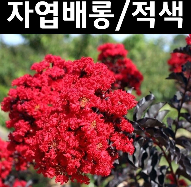 배롱나무 묘목 자엽배롱나무 4치장포트(적색꽃) 백일홍나무 나무언니, 5개