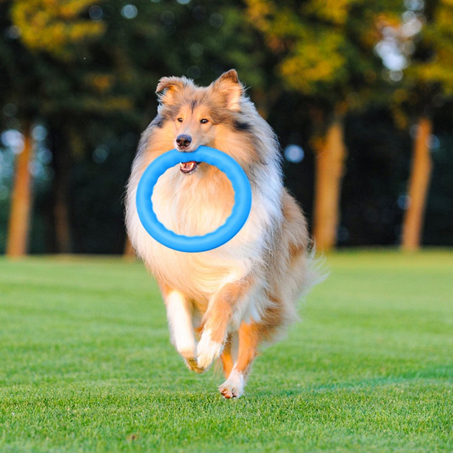 펫코앤코 피치독 링 원반 독토이 강아지 반려견 공 기초 훈련 놀이 장난감, 1개, 블루