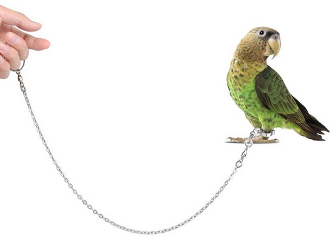 앵무새 발목링 체인 리드줄 산책 조류용품 앵무새리드줄, 1개