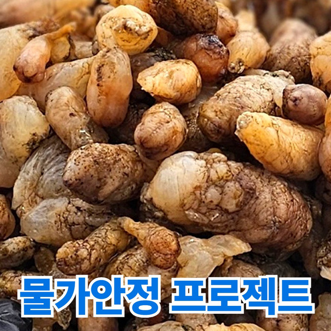 일등농수산 산지직송 국내산 남해 오만둥이, 1개, 5kg