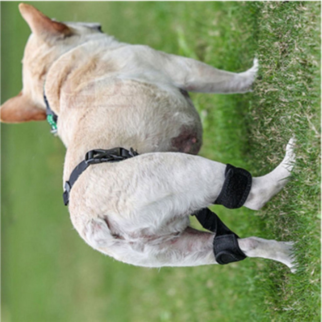 닐스 강아지 고관절 보호대 교정 벨트 S 슬개골보호대, 1개