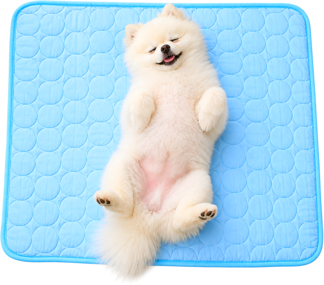 스마일플로우 시원뽀송 강아지 고양이 여름 냉감 방석 쿨매트, 1개, 블루