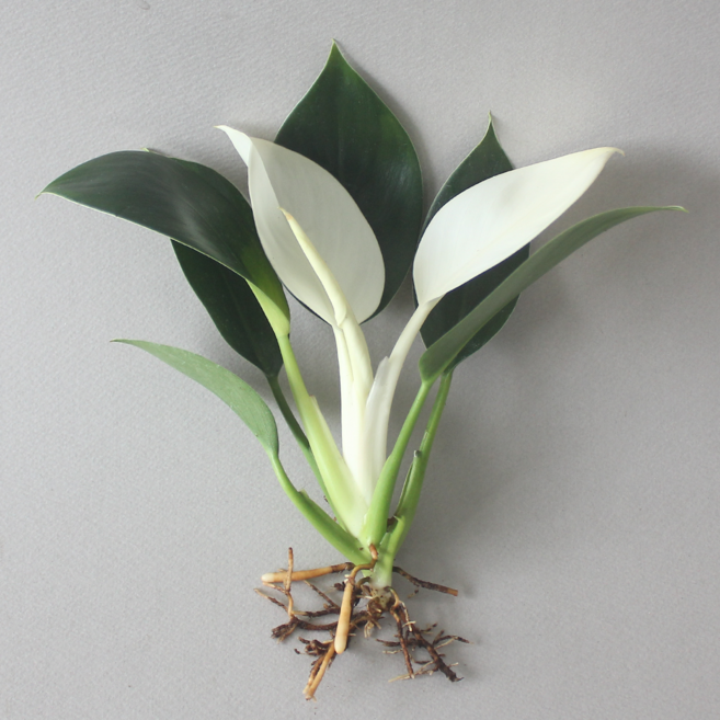 수경 재배 식물 화이트 콩고 1p 식물 단품 실내 공기정화식물 플랜테리어, 1개