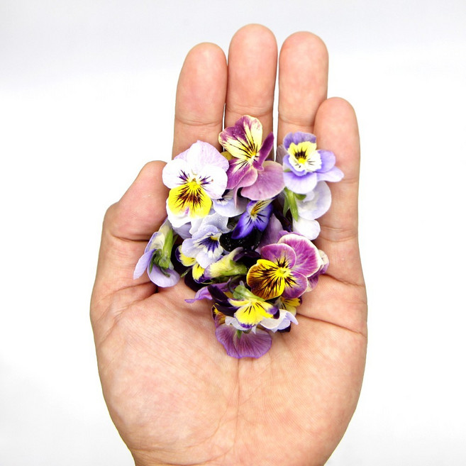 푸레아 식용꽃 제철 비올라꽃 혼합 30송이, 01.국산 제철 식용꽃 비올라 30송이, 1개