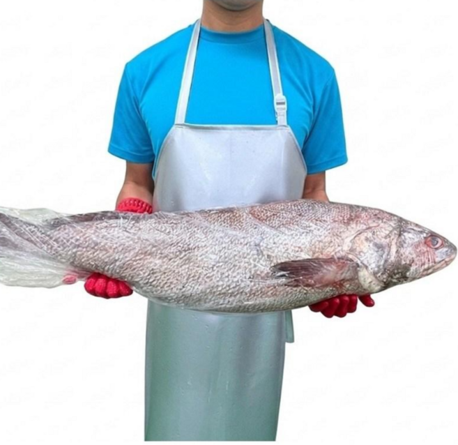자연산 횟감민어 8kg 한마리 옵션선택, 1개, 통째로