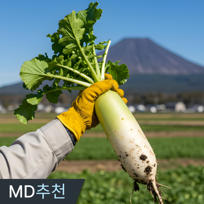 삼시세끼연구소 아릿함없는 4주한정 정품 햇 제주 무우 국산 김장용 동치미 무우, 1박스, 10kg(정품)