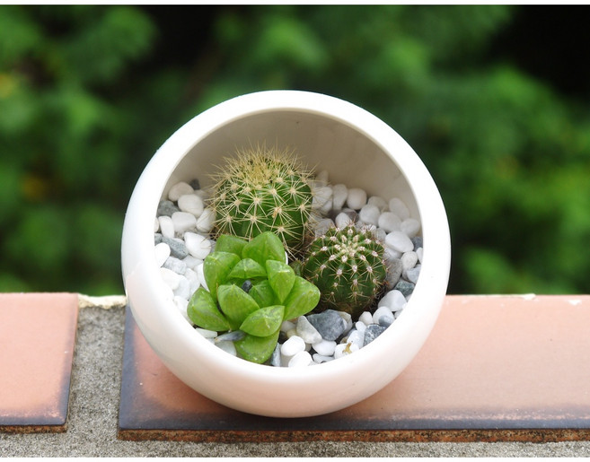 花樣渼栽盆栽生活館 多肉植物盆栽 仙人掌玉露療癒植栽, 1個