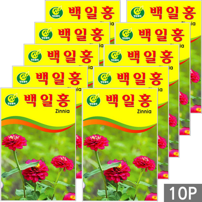 청농 꽃씨 백일홍 꽃 씨앗 40립, 10개