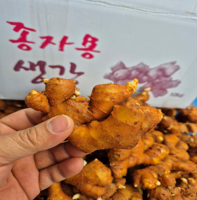 씨생강 1kg 서산 씨생강 국산 생강종자 생강씨 우량 종자 흥농팜아그로, 1개