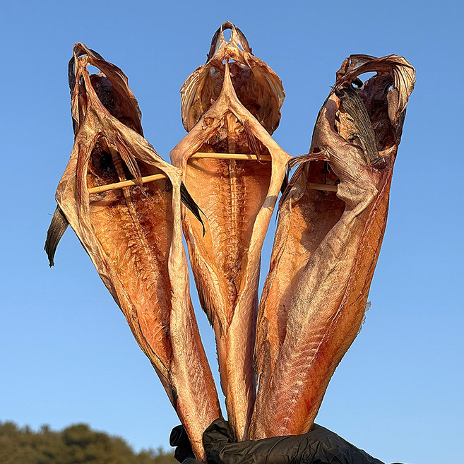 두툼하고 쫄깃한 속초 반건조 손질 깔끔 코다리 명태, 1개, 대(45cm~50cm)1마리