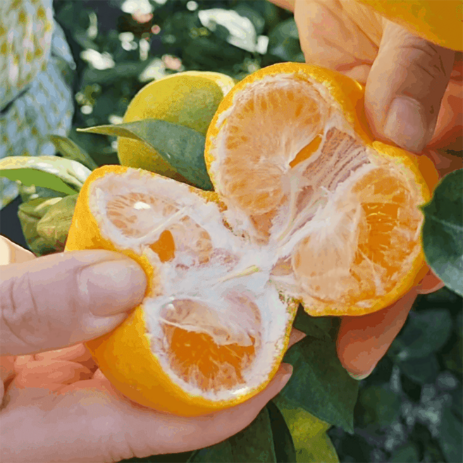 당도선별 제주 만감류 감귤 노지 타이벡 귤 프리미엄과, 1박스, 노지감귤 9kg(프리)