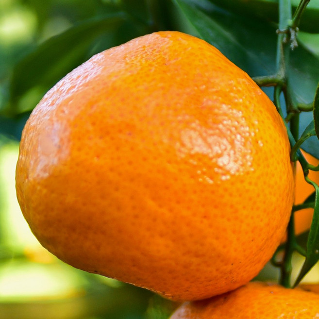 [충북농원] 레드향 귤나무 묘목 - 포트묘, 결실주/포트, 1개