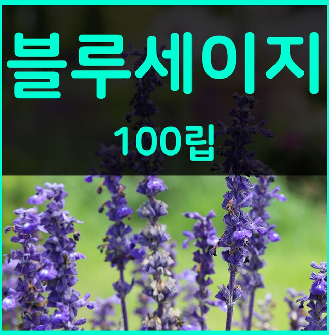 꽃씨몰 꽃씨 봄 파종 여름꽃씨 가을 노지월동 다년생 야생화 양귀비 종자 꽃씨앗, 1개