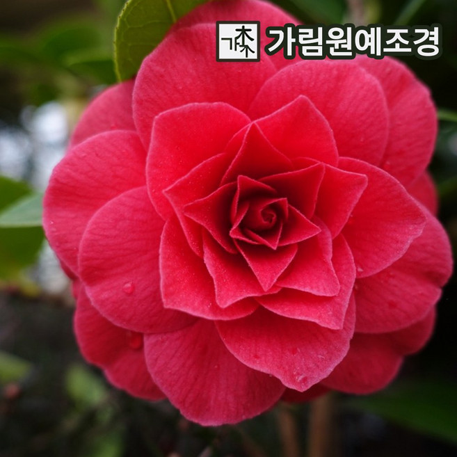 동백나무 블랙로즈 (겹꽃) 5치포트 개화주 동백꽃 묘목 가림원예조경, 1개