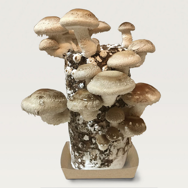 [해담은농장] 버섯키우기 키트 표고버섯 배지 국산 유기농 참나무 톱밥 100%, 표고배지, 1개, 개당 1.3kg