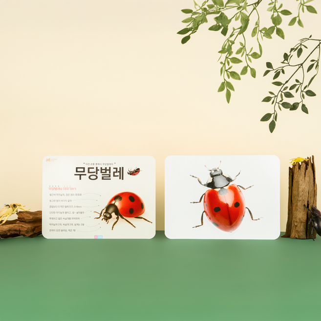 베베핑퐁 곤충 낱말카드 실사 플래시카드, 1개