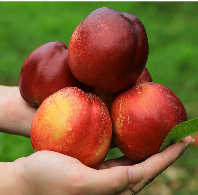 26년 햇 천도복숭아 하우스 당도선별, 1개, 500g 내외 (5월 6일 순차발송)