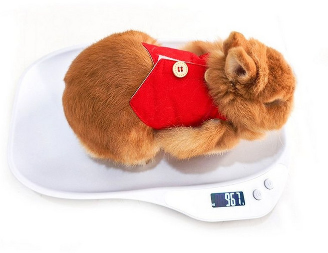 소동물 체중계 햄스터 고양이 전자저울 기니피그, 반려동물 전자 저울 스타일 2, 1개, 1L