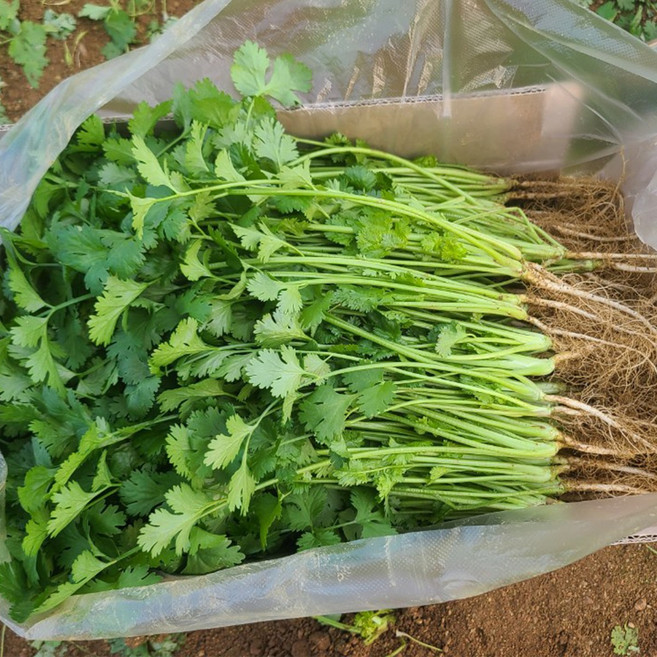 클로렐라 고수 나물 향채소 고수풀 500g, 클로렐라 고수 500g, 1개