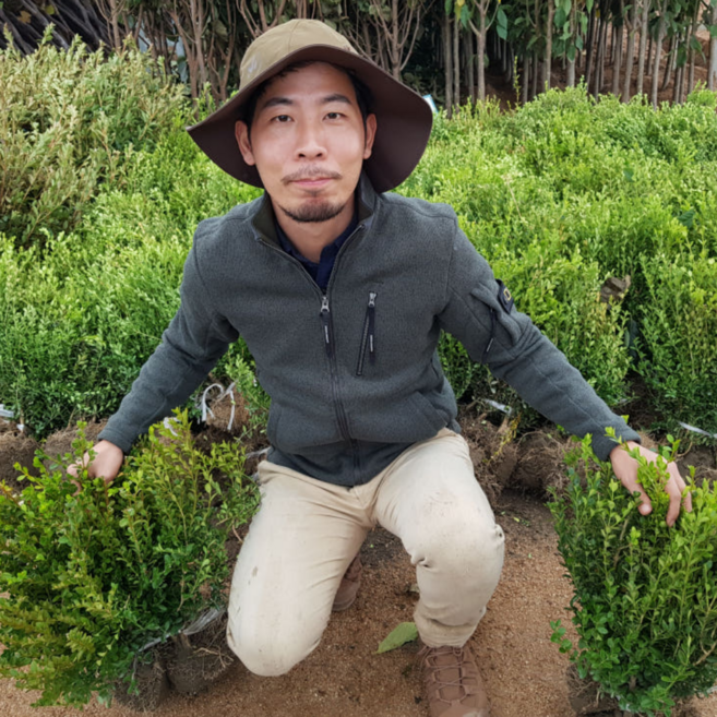 회양목H0.3 나무묘목 울타리나무 상록수[5주] 에버그린농원, 회양목30cm, 5개