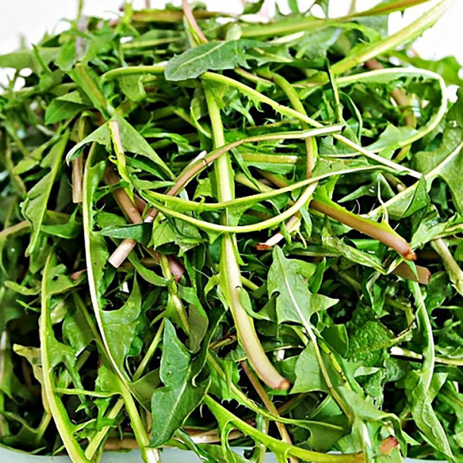 국내산 민들레나물 신선한 제철 생 민들레잎, 1개, 1kg