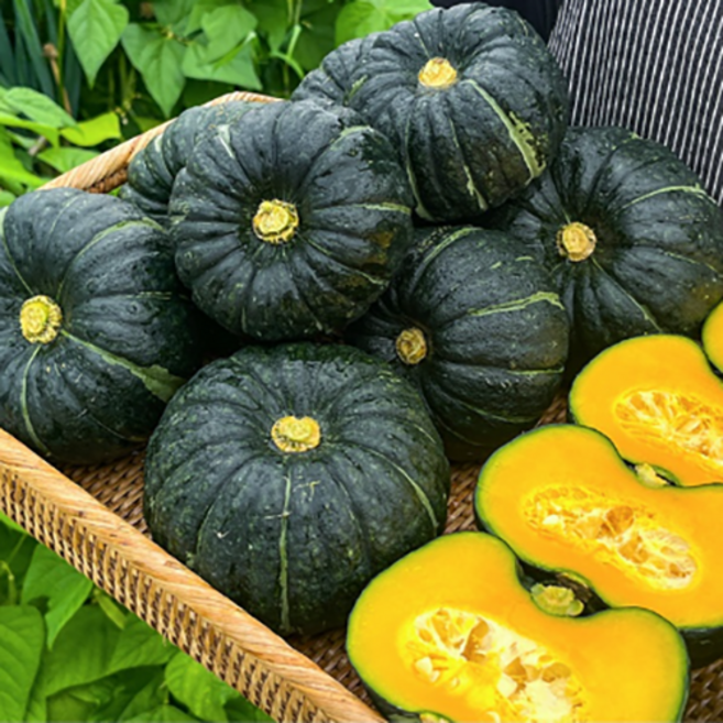 십이밥상 청정 갓 수확한 고당도 제주 미니 밤호박 보우짱, 1개, 2KG(4~7과)