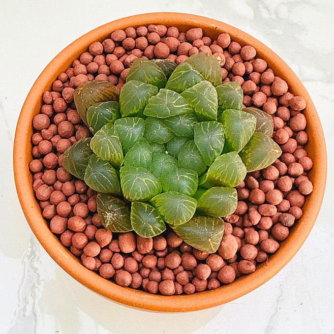 농장직송 산아래 다육이 생명력최고 키우기쉬운 공기정화 전자파차단 하월시아 호박옵튜사 다육 식물 선인장, 1개, 럭셔리