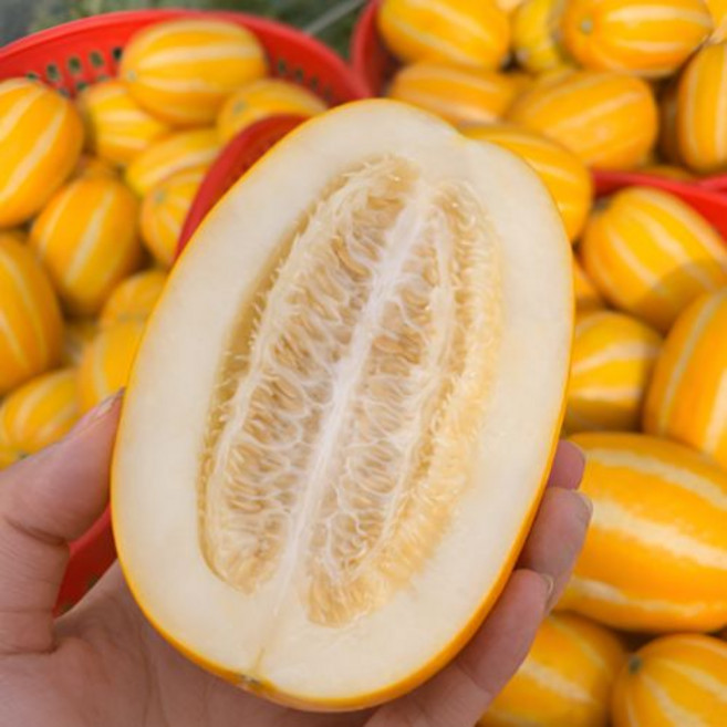 달콤 아삭한 성주 꿀참외 성주참외 가정용 혼합과 로얄과, 1박스, 혼합과 3kg