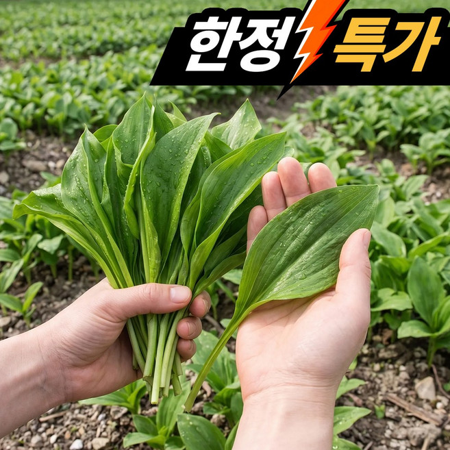 [산지직송] 울릉도 품종 명이나물 (대명이) 강원도 고랭지 산마늘, 1kg, 1박스