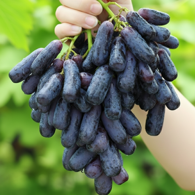 [프리미엄당도] 당도 가득한 사파이어 포도 껍질째 즐겨요, 1박스, 팜팜 사파이어포도 500g