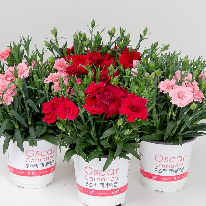 피플랜트 향 카네이션 생화 모종 어버이날 스승의날 꽃다발 꽃바구니 선물, 핑크, 1개