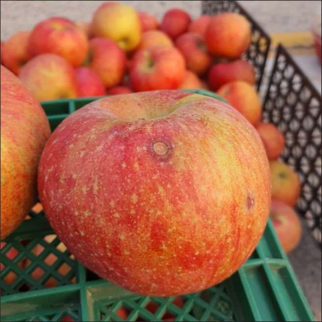껍찔째 먹는 천연과즙 팡팡 안동 청송 가정용 꿀사과, 1개, 9kg내외