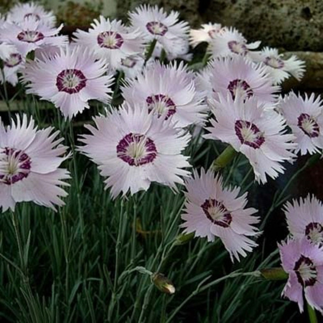 세종의정원 왕상록사계 패랭이꽃 포트 야생화 홈가드닝 20개