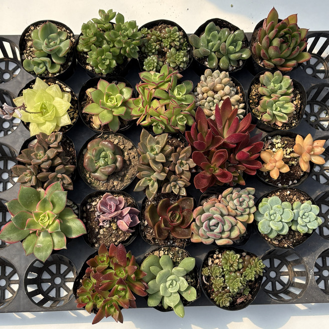 [프리미엄] 다육이 10개 세트 이름표 증정 1개는 더 귀한 다육이, 1세트, 다육식물 10개